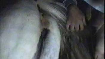 Aroused guy enjoys stimulating the horse's rear and pussy