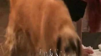 Aroused ginger savors the full canine shaft penetrating her deeply