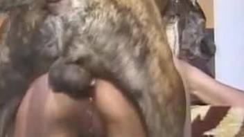 Aroused female masturbates and shares dog sex on live cam