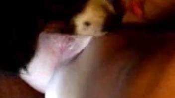 Veiled lady broadcasts her passionate adult performance worldwide