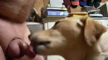 Guy with a penis ring has his limp dick slurped by a canine