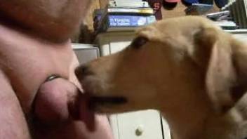 Dog eagerly licks owner's penis in a messy manner, making him extremely pleased.