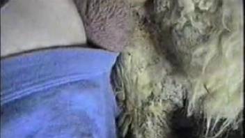 Guy with a massive cock pounding a hairy dog from the rear