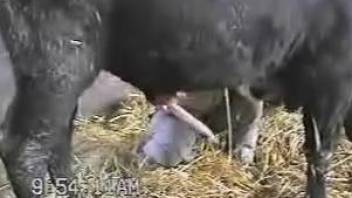 Dude jerks a bull's big dick in a bestiality porn vid