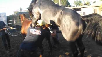 Amateur horse scenes of outdoor sex for the horny zoo lover