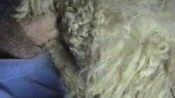 Dude rams his meaty dick inside of a sheep's pussy