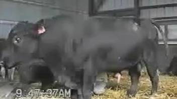 Horny bull makes the delight of this zoophilia lover
