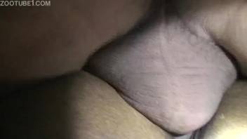 Dude records intense penetration of a horse's vagina