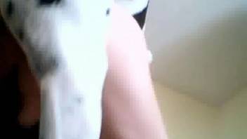 Filthy Dalmatian pounding this dude's snug butthole
