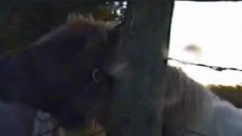 Horse is filmed by a really perverted zoophile
