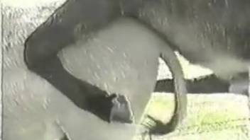 Guy records duo of beasts having sex in open-air adult clip