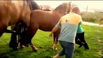 Horse vigorously mounts bitch as aroused bestiality enthusiast records the scene