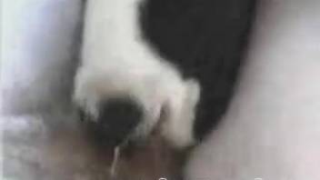 Guy thrusting his erect cock into a bovine's gullet