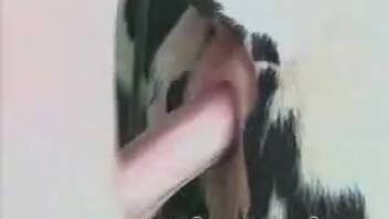 Guy pounds a sexy animal's vagina before unleashing massive loads
