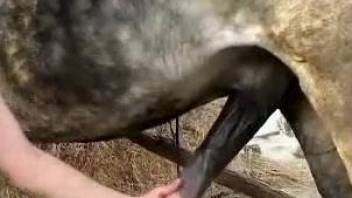 Brunette finds the perfect horse boner for a blowjob