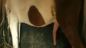 A naked woman experiences a massive equine penis pounding her from the rear.