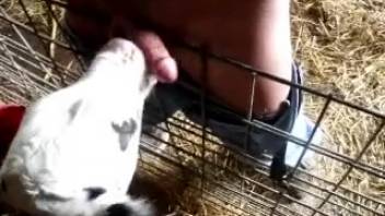 Naked man captures the instant a calf approaches and starts licking his penis