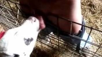 Fat zoophile gets a sloppy blowjob from an eager cow