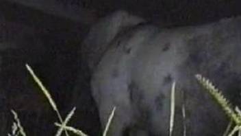 Dude fucking a horse's tight pussy during the night