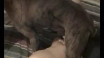 Steamy home scenes of dog anal for a man with insane lust