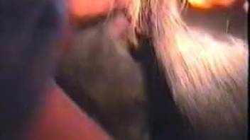 Close-up camera footage of a guy intensely penetrating his female dog's vagina