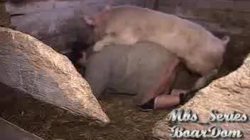 Aroused pig penetrates guy's rear until it ejaculates inside him