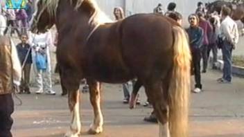Guy gets drawn to the massive cock of that stallion
