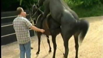 Steeds screwing arouse the lustful bestiality porn fan