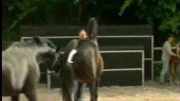 Two ebony stallions indulging in intense outdoor intercourse