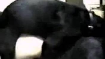 Horny woman enjoys a great doggy-style pounding from the back