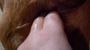 Chubby guy stimulating his female dog's tasty vagina in first-person view