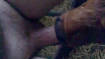 Horny dude loves having the cock in animal's mouth
