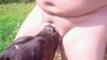 A naked man gets pleasure from a young calf licking his penis in an outdoor explicit scene.