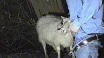 Brazen zoophile eagerly fucking a sheep's throat