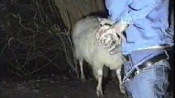 Shameless bestiality lover passionately throat-fucking a sheep