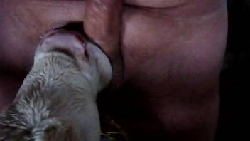 Baby veal licks man's dick making him very happy and satisfied