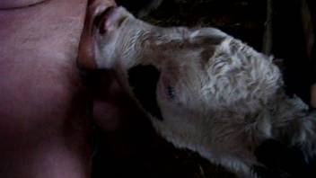 Young calf tongues guy's cock, bringing him immense joy and fulfillment