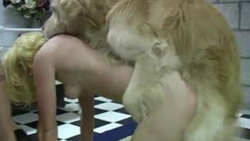 A woman is lying on the floor and eagerly sucking a thick dog's penis.