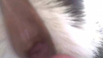 Intense beastiality footage featuring a guy with a hard penis longing for animal encounters