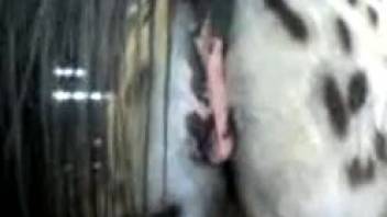 Aroused guy is drawn to a mare's vagina and desires to penetrate it
