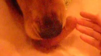 Canine tongues guy's testicles and shaft in aroused bid to self-pleasure