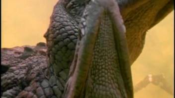 Guy wants to shove his cock into the crocodile's cunt