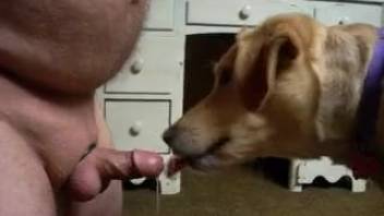 Obese bestiality enthusiast receives pleasurable oral from his canine
