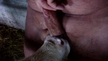 Naked man allows calves to lick his cock and nuts