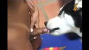 Transsexual Latina hottie gets her ass fucked by a dog
