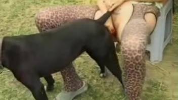 Curvy blond babe blows a stallion's cock as she bangs a mutt