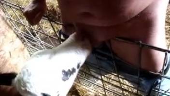 A man abandons the young calf's strategy and sucks his stiff penis