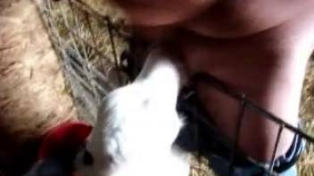 Guy enjoys the calf licking his shaft