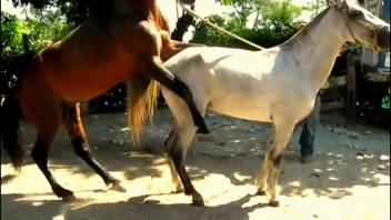 Stallions breeding gets the cameraman super horny