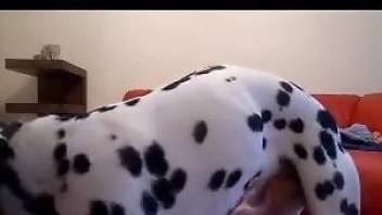 Dalmatian fucks naked milf in the pussy